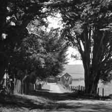 Country Driveway, Petaluma, California  2006 Art Rogers (b. 1948) gelatin-silver print Courtesy of the artist L2014.2101.007