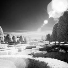 Alice’s Arboretum  2011