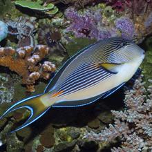 Sohol tang (Acanthurus sohal), Red Sea  2010