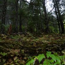 Rain's Gift, Southeast Alaska 2007