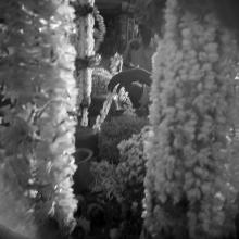 Flowers with Woman’s Hand, from Memories of India  1999