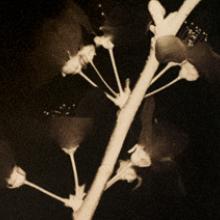 Flowering Purple Leaf Plum, San Francisco Bay Area