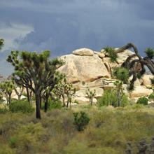 Joshua Trees, Joshua Tree National Park, California  2008