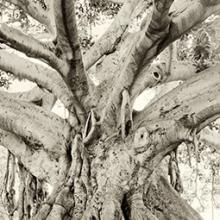 Bodhi Tree, California 2007