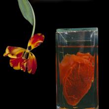 Heart and Flower  2010 Olivia Parker (b. 1941)