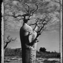 Baobab, Tree of Generations #31, Madagascar  