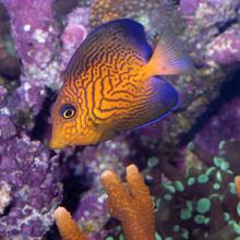 Chevron tang (Ctenochaetus hawaiiensis), Hawai’i  2007