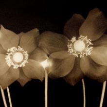 Japanese Anemone, San Francisco Bay Area