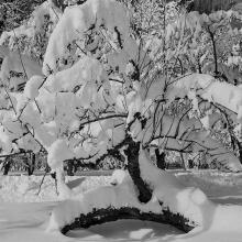 Yosemite Tree in Snow, Yosemite National Park, California