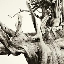 Bristlecone Pine #1, California 2010