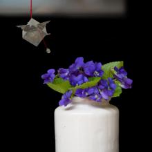 Violets  2010 Olivia Parker (b. 1941)