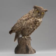 Great horned owl (Bubo virginianus)