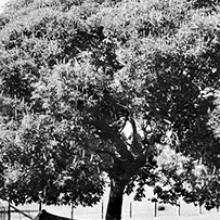 Bull in Shade, Tomales, California  2006