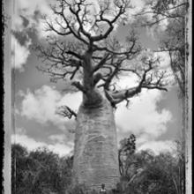 Baobab, Tree of Generations #30, Madagascar  