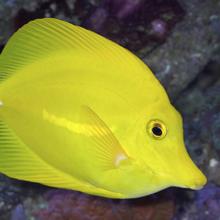 Yellow tang (Zebrasoma flavescens), Hawai’i  2006