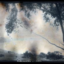 Biological Grade #294, La Jolla, California  2011