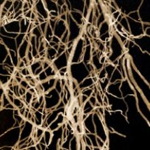 Spider Plant Roots, San Francisco Bay Area