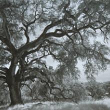 Overreaching Oak, near Hopland, California  2013     