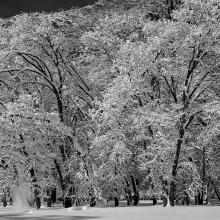 Yosemite Snow Drop, Yosemite National Park, California
