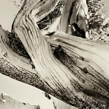 Bristlecone Pine #2, California 2010