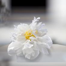 Single Peony  2011 Olivia Parker (b. 1941)