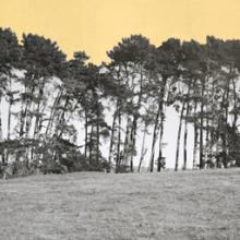 Pines, West Marin County, California  2013