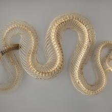Red diamond rattlesnake skeleton (Crotalus ruber) 