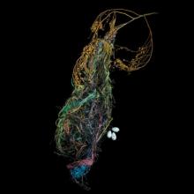 Altamira Oriole, Icterus gularis  2008