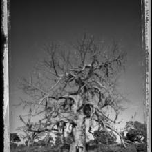 Baobab, Tree of Generations #9, Mali  
