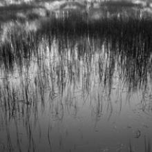 Reef Reflection, Sierra City, California  2009