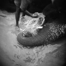 Washing Elephant, from Memories of India  2003