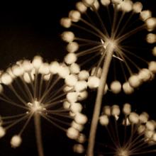 Fatsia Blossom, San Francisco Bay Area
