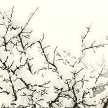 Apple Tree, Nevada 2010