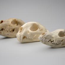 Black bear skull (Ursus americanus), Mountain lion skull (Puma concolor), Coyote skull (Canis latrans)