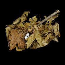 Pine Sisken, Spinus pinus  2008