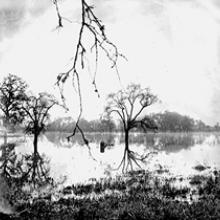 Flooded Oaks, Sonoma County, California