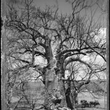 Baobab, Tree of Generations #12, South African  