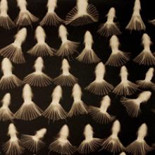 Pincushions Dancing, San Francisco Bay Area