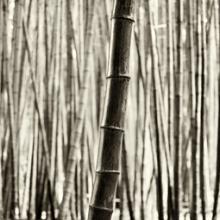 Black Bamboo, California 2004