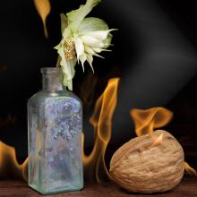 Flower and Nut  2013 Olivia Parker (b. 1941)