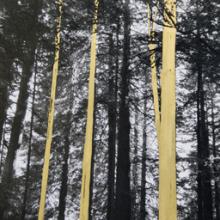 Redwoods, Northern California  2013