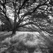 Winter Oak, Jasper Ridge Biological Preserve, Portola Valley, California  2012