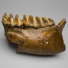 American mastodon lower jaw (Mammut americanum)
