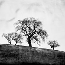 Oaks, West Marin, Sonoma County, California  