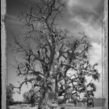 Baobab, Tree of Generations #5, Mali  