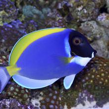 Powder-blue tang (Acanthurus leucosternon), Republic of Maldives  2004
