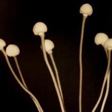 Japanese Anemone (seven bulbs), San Francisco Bay Area