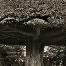 Cypress Disc, California 2000