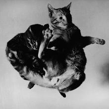 Tossed Cats  1942