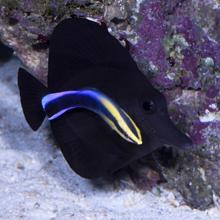 Black tang (Zebrasoma rostratum) with Cleaner wrasse (Labroides dimidiatus), Territory of Christmas Island  2008